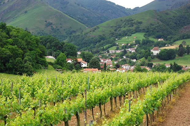 Vignes Irouléguy pays basque