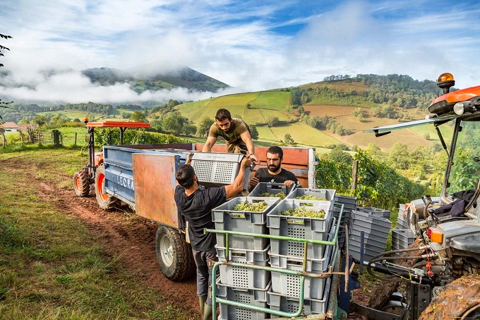 Vendanges au domaine Arretxea à Irouléguy - iDealwine