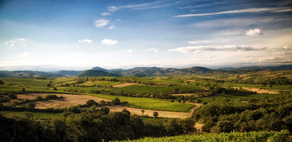 domaine des aurelles languedoc grand vin