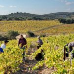Le Champ des Sœurs, un domaine atypique à Fitou