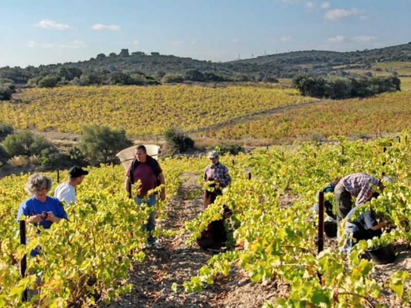 Lire la suite à propos de l’article Le Champ des Sœurs, un domaine atypique à Fitou