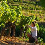 Château Canadel : à Bandol, un domaine récent et prometteur