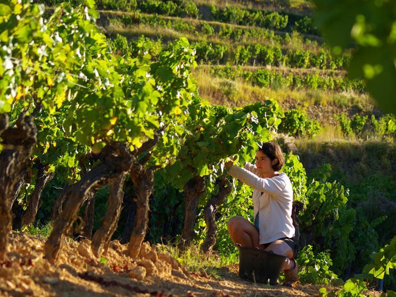 Lire la suite à propos de l’article Château Canadel : à Bandol, un domaine récent et prometteur