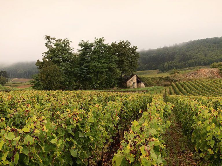 Lire la suite à propos de l’article Le mythe à Puligny : le domaine Leflaive