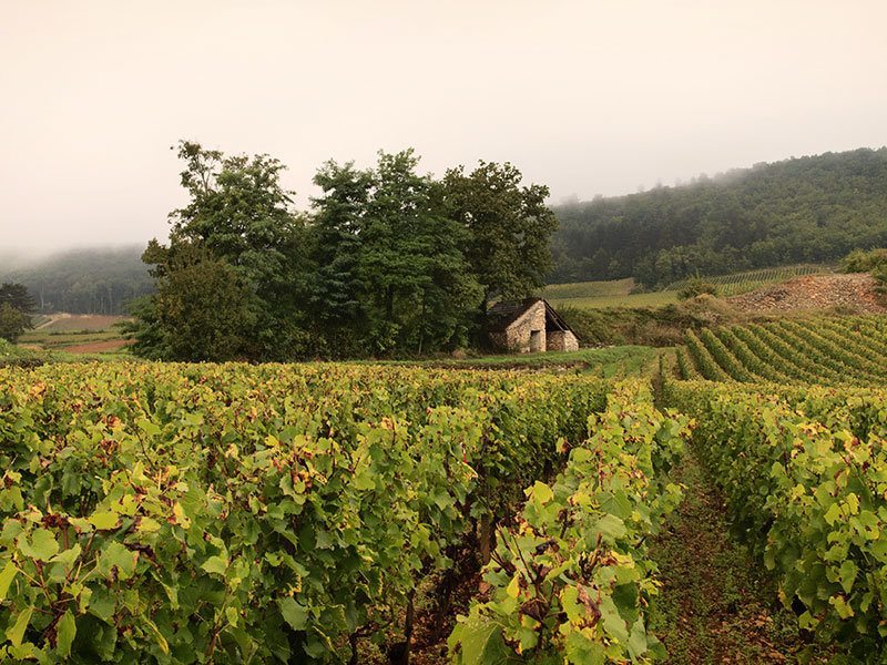 domaine leflaive bourgogne montrachet grand cru