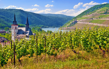 Weinberg mit Bingener Basilika, Museturm, Rhein und Ehrenfels