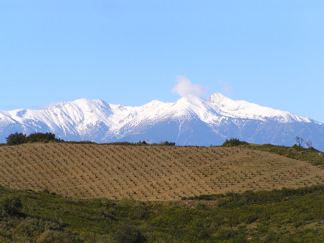 Vignes Roussillon domaine Gauby