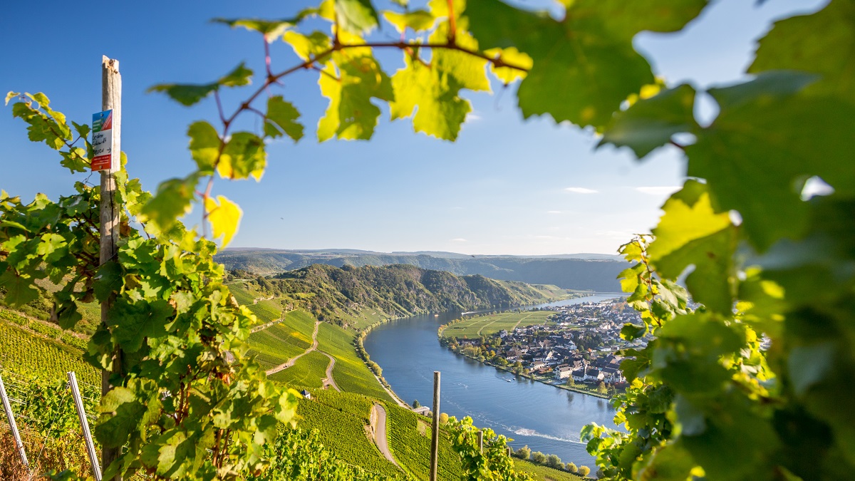 Lire la suite à propos de l’article Les grands vins blancs allemands, le guide iDealwine