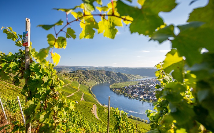 Mosel Allemagne vignes iDealwine