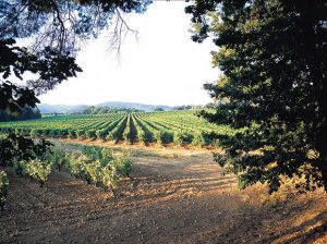 Vignes Sainte Roseline