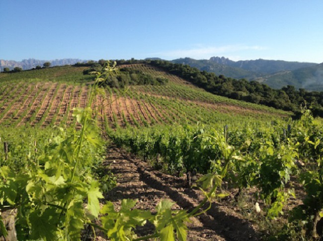 clos canarelli
