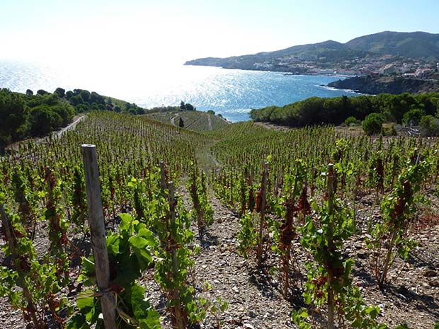 vignoble-de-Banyuls