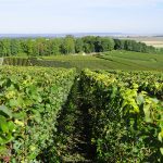 Champagne de terroir au domaine Francis Boulard et Fille