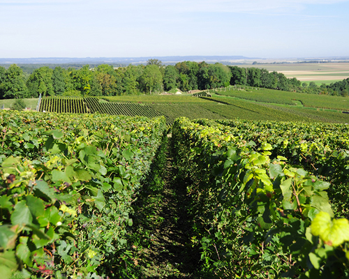 Lire la suite à propos de l’article Champagne de terroir au domaine Francis Boulard et Fille