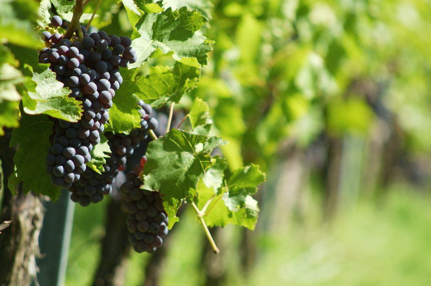 vin de garde rôle du cépage