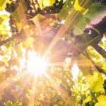 L’impact du soleil sur les arômes et sur le goût du vin