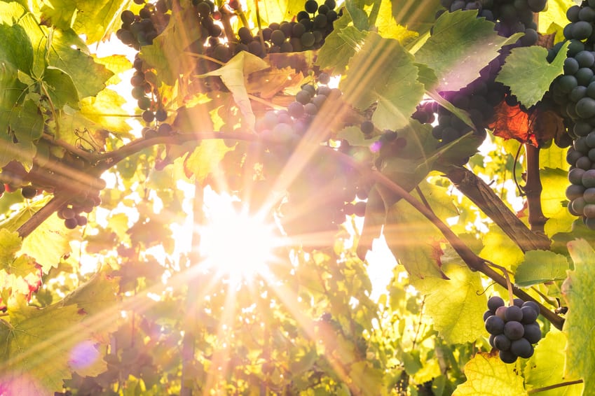 L impact Du Soleil Sur Les Ar mes Et Sur Le Go t Du Vin Le Journal D 