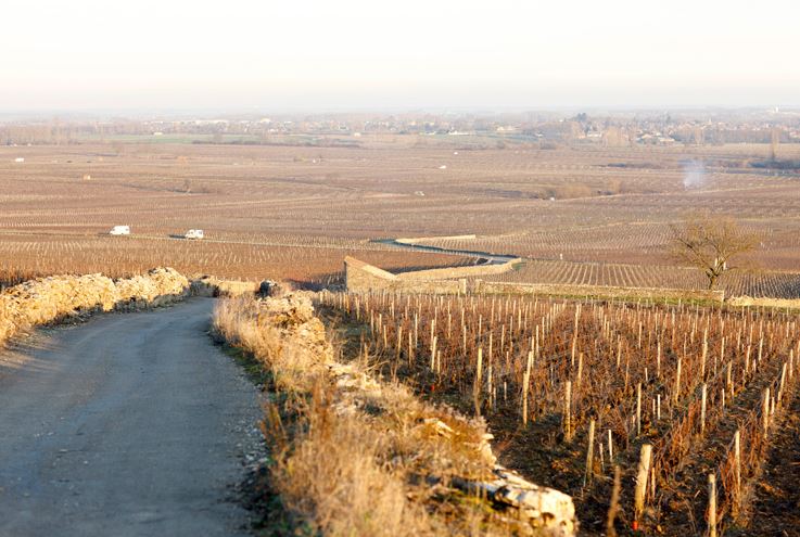 Lire la suite à propos de l’article Maison Alex Gambal : un Américain amoureux de la Bourgogne