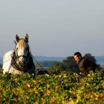 Alexandre Bain, des pouilly-fumés natures, biodynamiques et authentiques