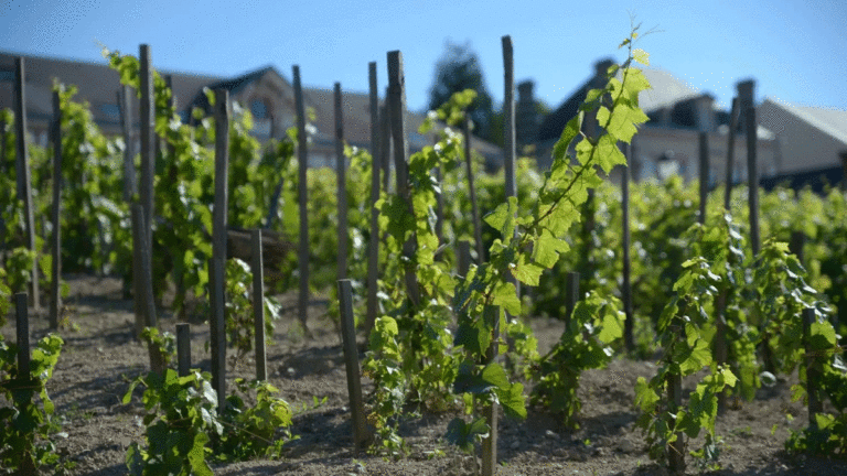 Lire la suite à propos de l’article Vignes franches de pied : histoire et conséquences sur le goût du vin