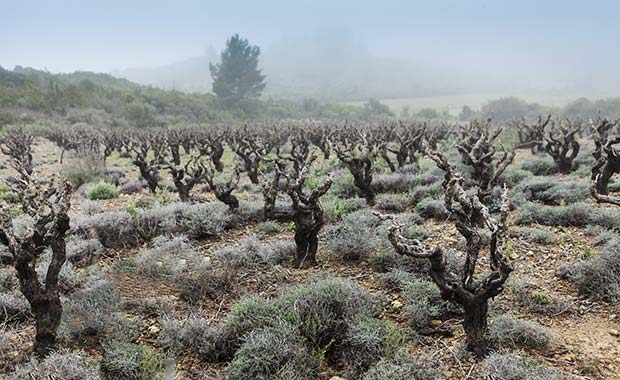 vignes-franc-de-pied