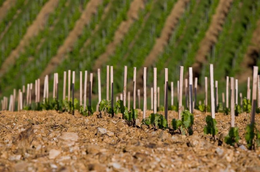 Stéphane Ogier iDealwine vin Côte-Rôtie chaille