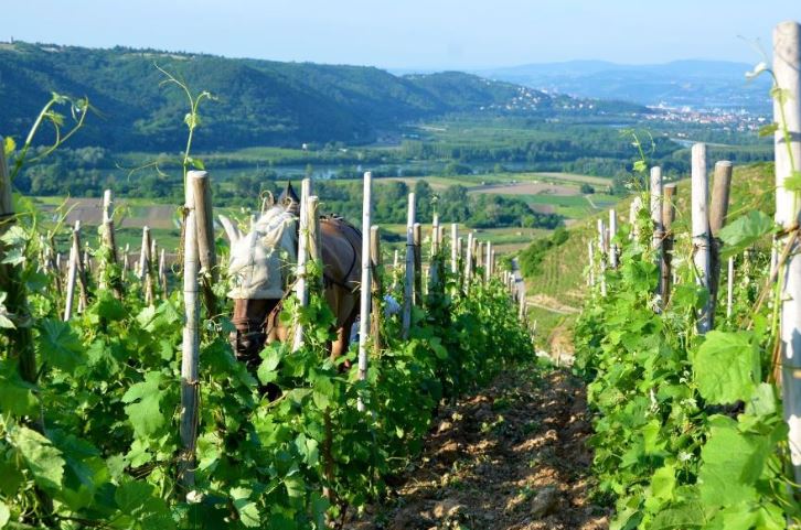 Stéphane Ogier iDealwine vin Côte-Rôtie cheval