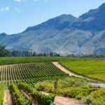 Glenelly Estate : de Bordeaux à Stellenbosch