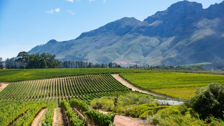 Lire la suite à propos de l’article Glenelly Estate : de Bordeaux à Stellenbosch