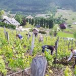 Le domaine partagé de Gilles Berlioz (Savoie) : des vignes cultivées comme un jardin