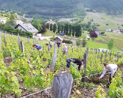 Lire la suite à propos de l’article Le domaine partagé de Gilles Berlioz (Savoie) : des vignes cultivées comme un jardin