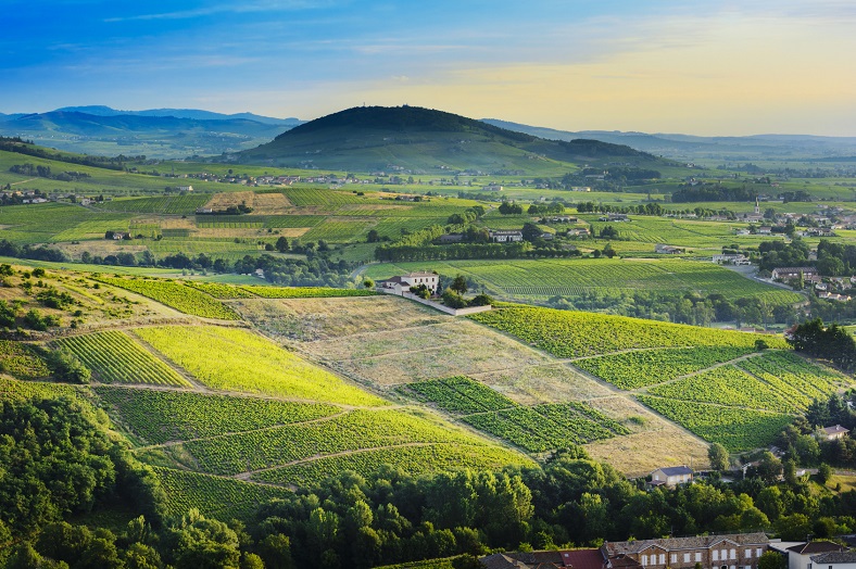 Terres Dorées vin du Beaujolais iDealwine paysage viticole