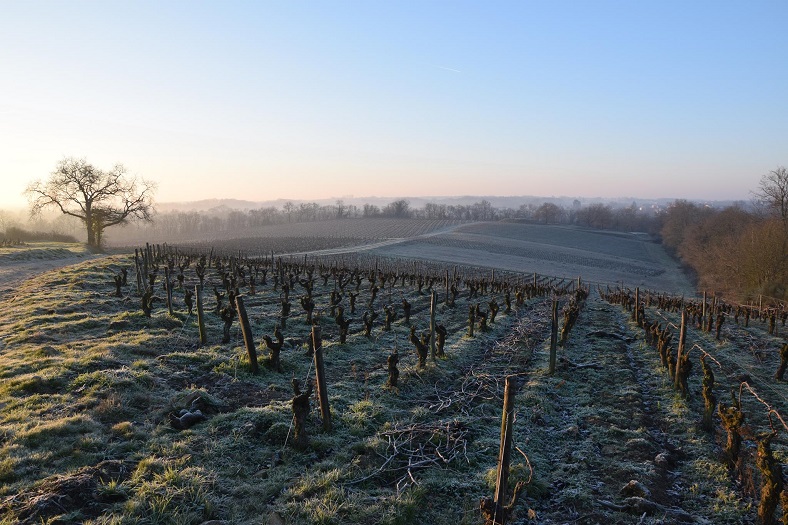 Jo Landron : les grands blancs du Muscadet iDealwine vignes hiver