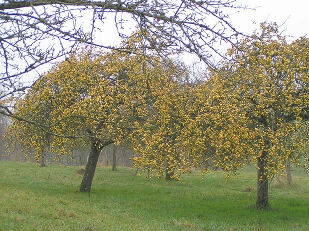 pommiers cidres Eric Bordelet