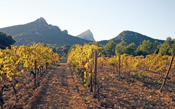 Frères Ravaille vignes