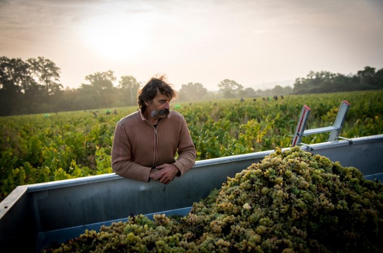 Jo Landron : les grands blancs du Muscadet iDealwine