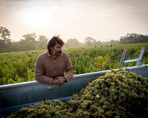 Lire la suite à propos de l’article Jo Landron : les grands blancs du Muscadet