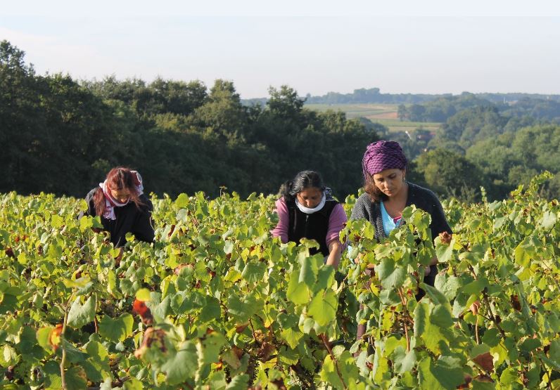 Jo Landron : les grands blancs du Muscadet iDealwine travail vignes