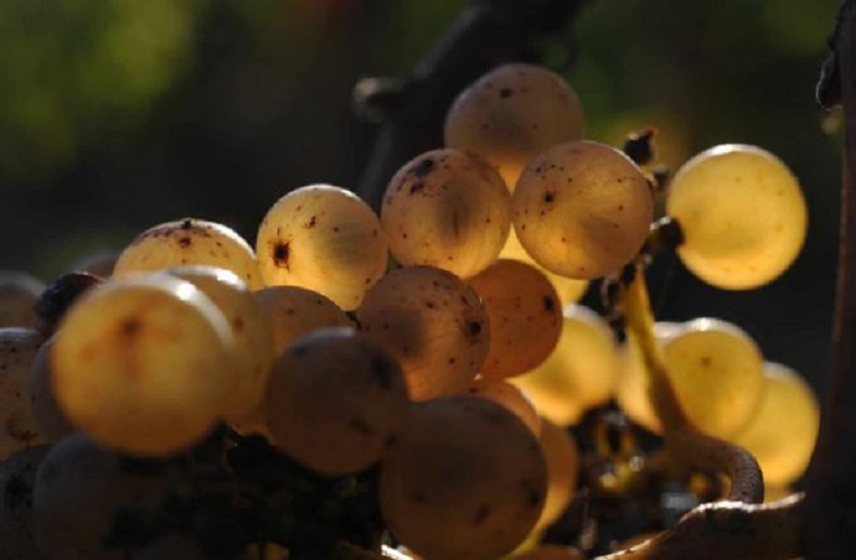 Jo Landron : les grands blancs du Muscadet iDealwine raisins