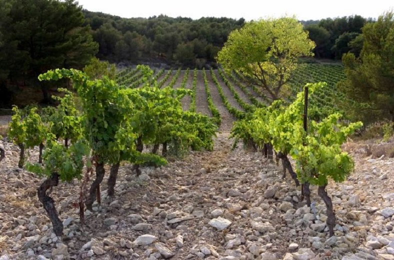 Trévallon vignes