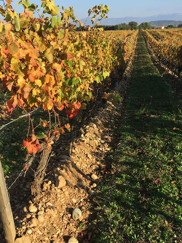 Domaine Aleofane vin Rhone iDealwine Crozes Hermitage 2