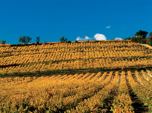 La Monardière Vacqueyras vignes