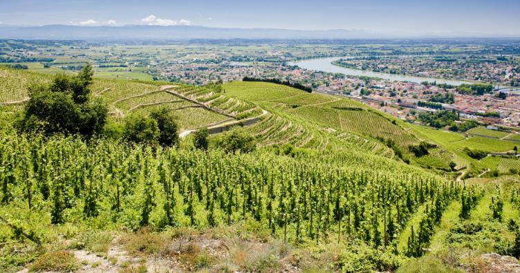 Guide des vins vallée du Rhône iDealwine