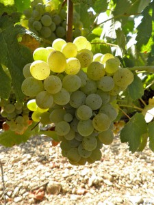 cépage blanc rhône cépage blanc rhône