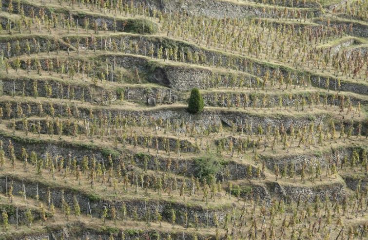 Guide des vins vallée du Rhône iDealwine côte-rôtie
