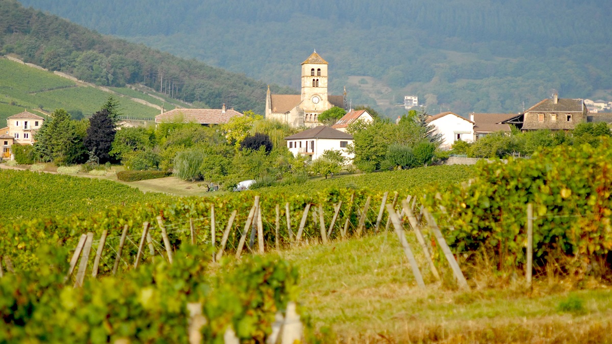 Lire la suite à propos de l’article Le domaine Rijckaert, du Mâconnais au Jura, l’amour du chardonnay