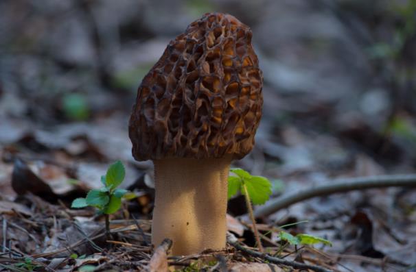 Qu'est-ce que le vin jaune ? Explications accords mets et vins morilles