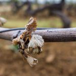 Millésime 2017 : gel dans le vignoble