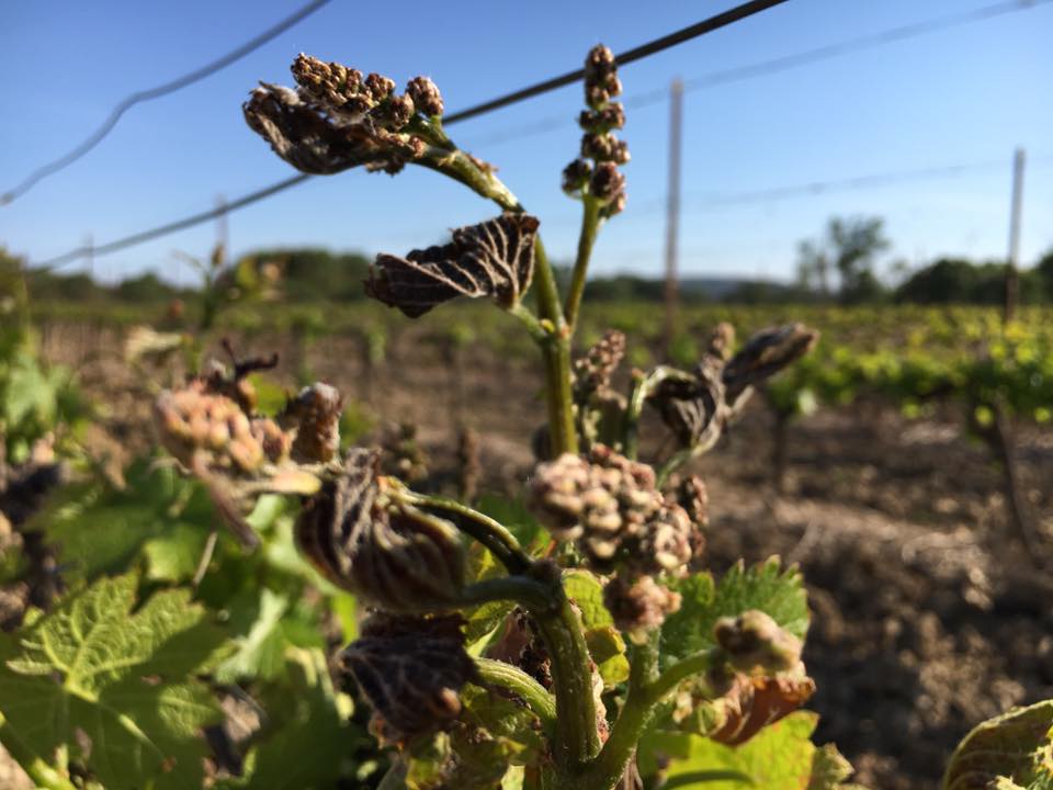 Gel-vignes Languedoc