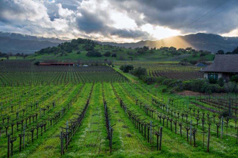 Napa Valley vignoble